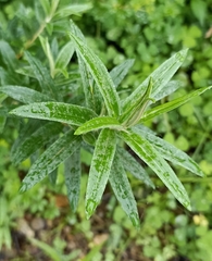 Hippophae salicifolia