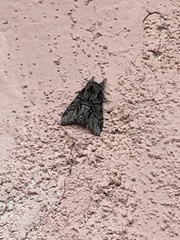 Paraeschra tortuosa