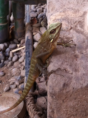 Bronchocela jubata