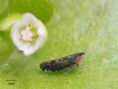 Scaphytopius loricatus