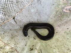 Siren intermedia