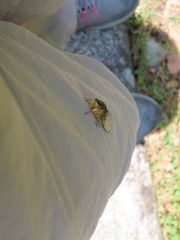 Vagitanus terminalis