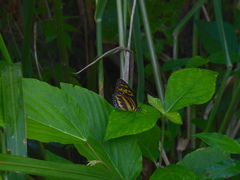 Tithorea harmonia megara