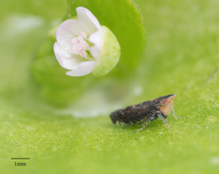 Scaphytopius loricatus