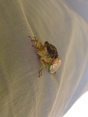 Vagitanus terminalis