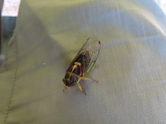Vagitanus terminalis