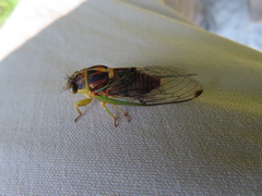 Vagitanus terminalis