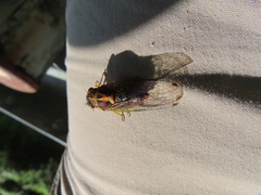 Vagitanus terminalis