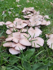 Agaricales