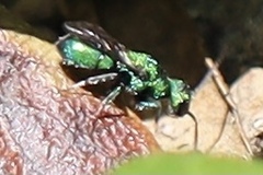 Chrysididae