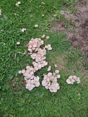 Agaricales