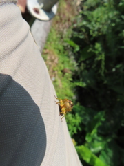 Vagitanus terminalis