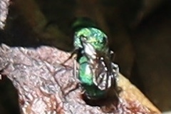 Chrysididae