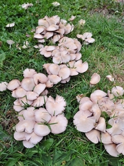 Agaricales