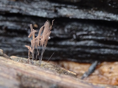 Stemonitis pallida