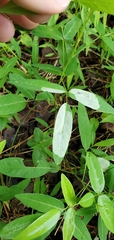 Anarsioses aberrans