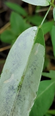 Anarsioses aberrans