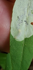 Anarsioses aberrans