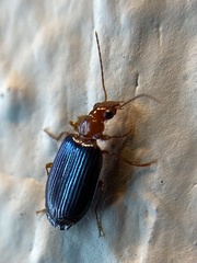 Lebia deceptrix