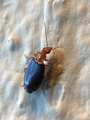 Lebia deceptrix
