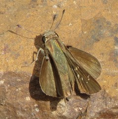 Torbenlarsenia gemella