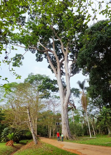 Lagos mahogany (Khaya ivorensis)