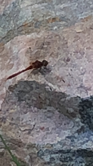 Sympetrum sanguineum