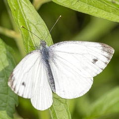 Pieris napi