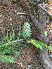 Pinus armandi mastersiana