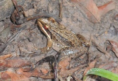 Leptodactylus fuscus
