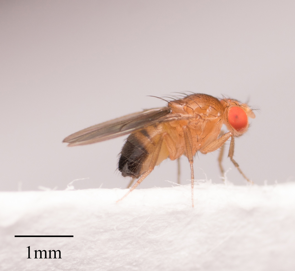 Common fruit fly, Vinegar fly