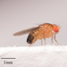 Drosophila melanogaster - Photo Ningún derecho reservado, subido por Jesse Rorabaugh