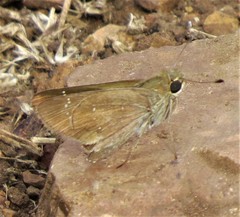 Torbenlarsenia gemella