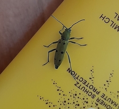 Chlorophorus glabromaculatus