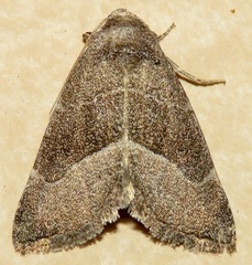 Plagiomimicus spumosum