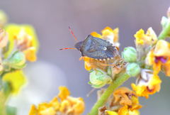 Peribalus strictus strictus