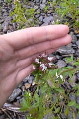 Polanisia dodecandra dodecandra