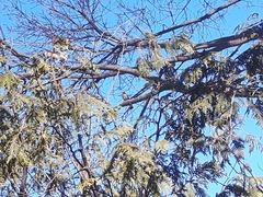 Cardinalis cardinalis