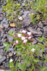 Polanisia dodecandra dodecandra