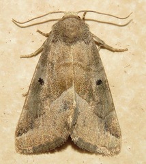 Plagiomimicus expallidus