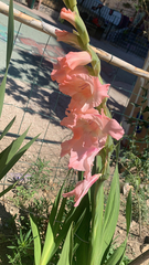 Gladiolus × hortulanus