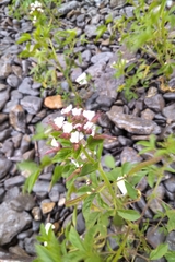 Polanisia dodecandra dodecandra