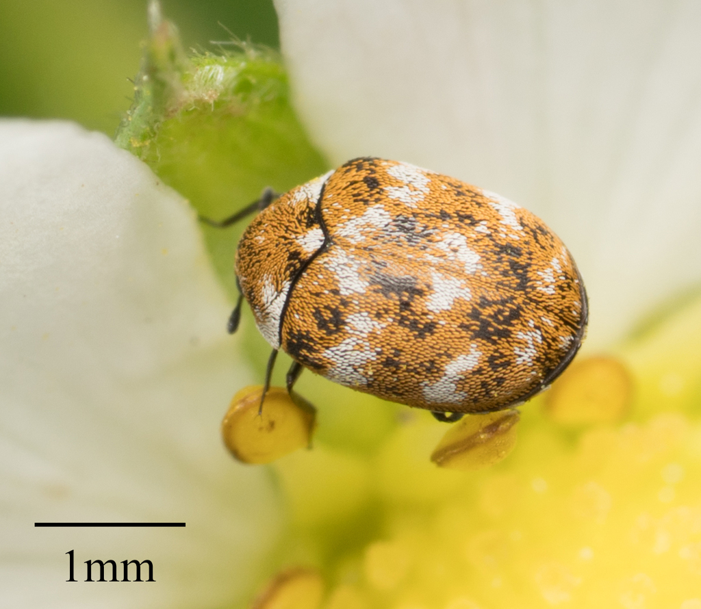Varied Carpet Beetle — Insects Limited