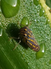 Apogonalia stalii