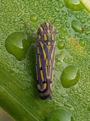 Apogonalia stalii