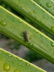 Apogonalia stalii