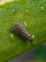 Apogonalia stalii
