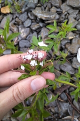 Polanisia dodecandra dodecandra