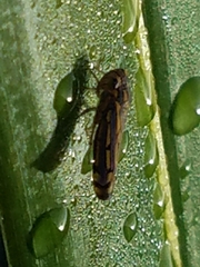 Apogonalia stalii