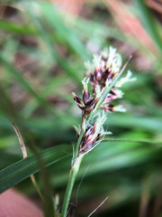 Luzula taiwaniana